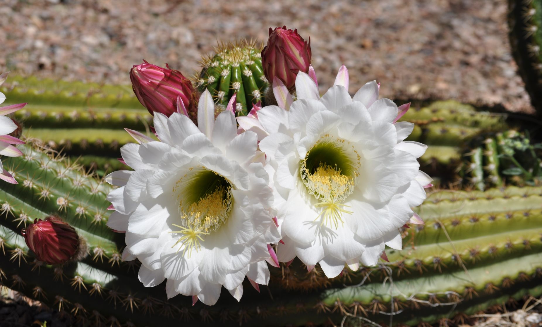 Cactus Flower